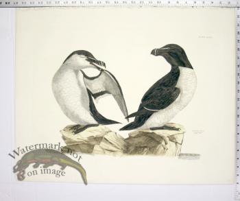 Razor Bill - Summer & Winter Plumage